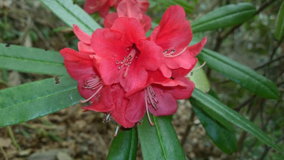 WP_20170404_043 Rhododendron strigillosum CH7035.jpg