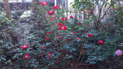 WP_20170404_002 Rhododendron thomsonii Bu270.jpg