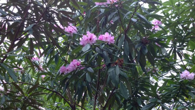 WP_20170404_035 Rhododendron floribundum Esveld.jpg