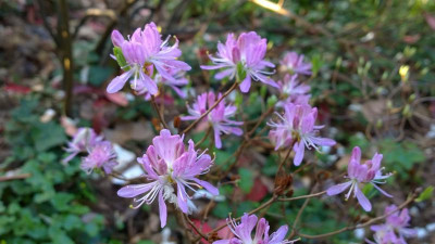 WP_20170404_011 Rhododendron canadense.jpg