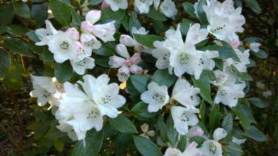 WP_20170404_014 Rhododendron wasonii var.rhadodactylum.jpg