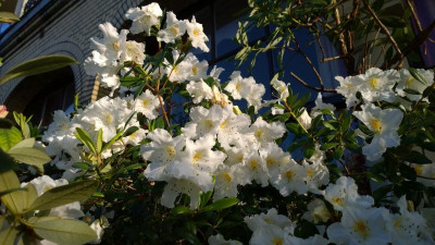 WP_20170404_009 Rhododendron scopulorum Kw 6354.jpg