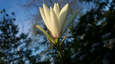 WP_20170404_024 Magnolia sprengeri var.elongata.jpg