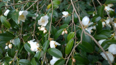 WP_20170404_046 Camellia transnokoensis.jpg