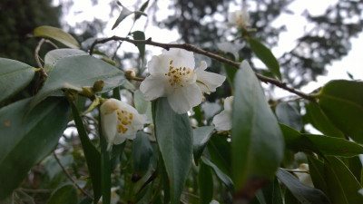 WP_20170404_047 Camellia assimilis.jpg