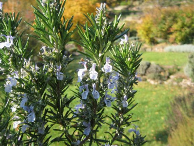 Rosmarinus_officinalis_20061116_02.jpg