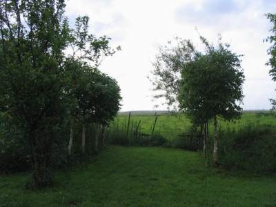 121_2140Birkenallee.jpg