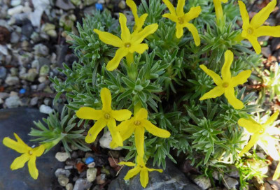 Arenaria spec. Iran ...    4.4.17 003.jpg