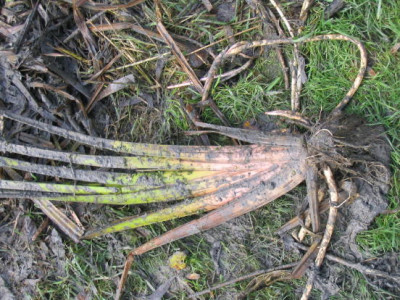 126_2622RoehrichtWas.jpg