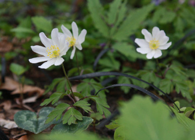 anemnemoLNGPT171.jpg
