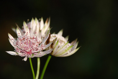 Astrantia-im-November-k.jpg