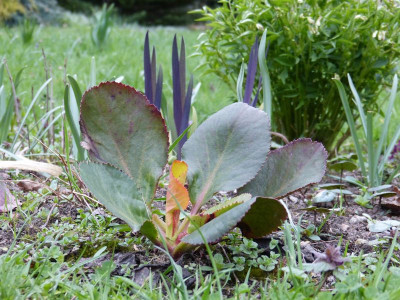 2017-04-04 Bergenia.jpg