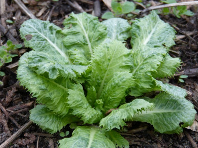 2017-04-04 Primula Barnhaven.jpg