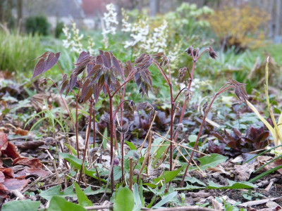 2017-04-04 Epimedium koreanum.jpg