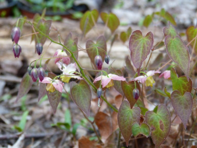 2017-04-04 Epimedium x versicolor 'Cupreum'.jpg