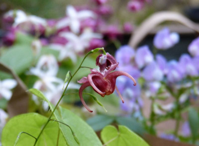 2017-04-04 Epimedium 'Calisto'.jpg
