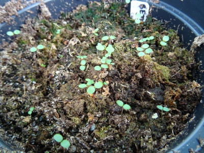 Betula lenta Germination April 2017.JPG