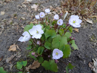 Jeffersonia diphylla April 2017.JPG