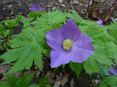Glaucidium palmatum April 2017.JPG