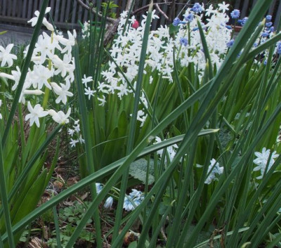 Wilde Hyacinthen-2017-ax.jpg