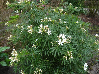 Choisya White Dazzler April 2017.JPG