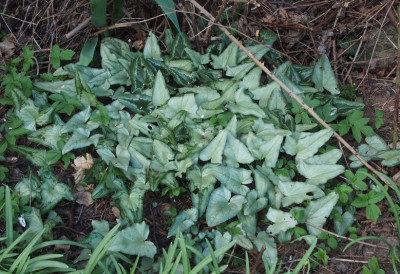 C.hederifolium aprilblätter..jpg