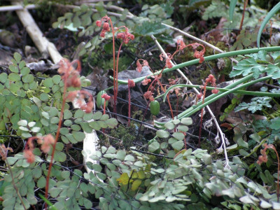 adiantum-venustum-0012.jpg