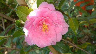 WP_20170404_053 Camellia X Egao Corkscrew.jpg