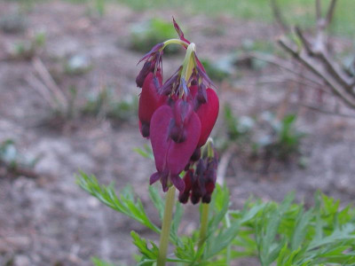 rote Dicentra.JPG