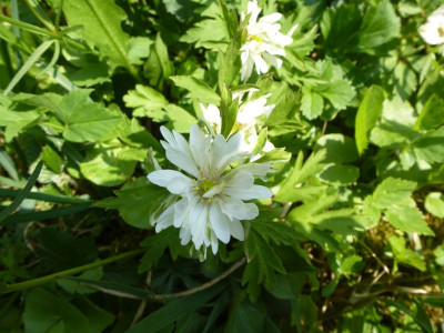 Anemone_nemo_Mutant.jpg