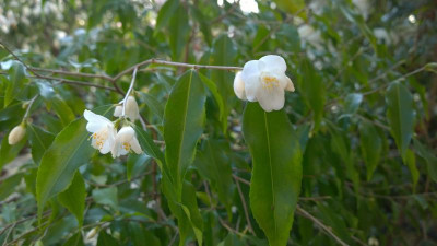 WP_20170404_061 Camellia tsaii.jpg