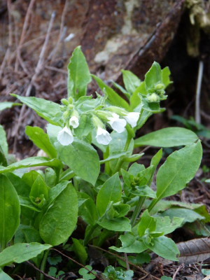 2017-04-04 Pulmonaria rubra var. albocorollata.jpg