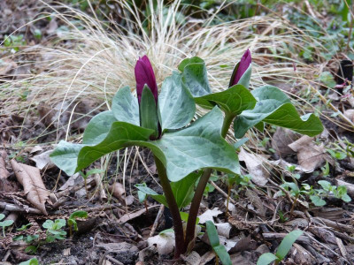 2017-04-04 Trillium chloropetalum.jpg