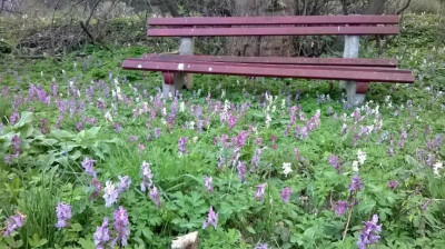 Corydalis_Bank_2017-04-04.JPG