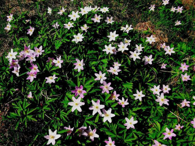 A. nemerosa_Mohorn_RIMG0262.JPG