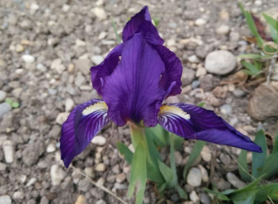 Iris_lutescens_070416.jpg