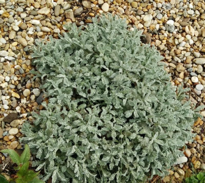 Tanacetum041417.jpg