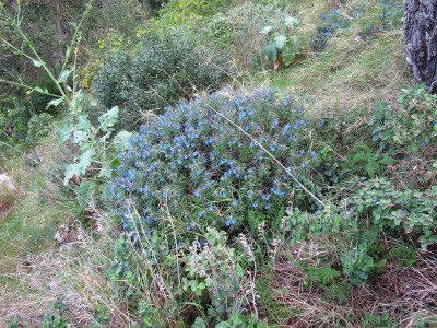 20 Lithodora rosmarinifolia .jpg