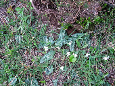 25 Cyclamen hederifolium  .jpg