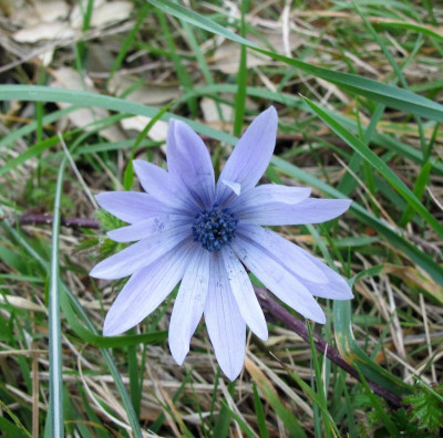 26 Anemone hortensis .jpg