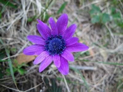 27 Anemone hortensis .jpg