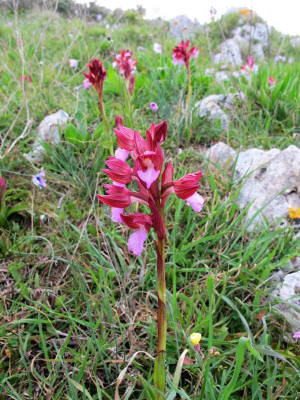 28 Anacamptis pyramidalis .jpg