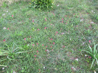 29 Orchideenwiese .jpg