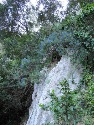 30 Lithodora rosmarinifolia .jpg