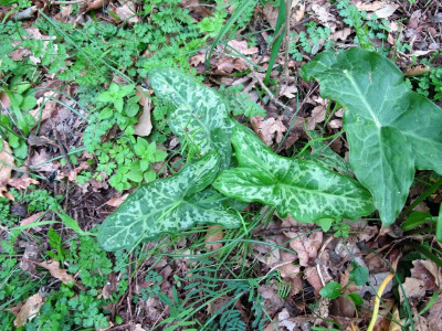 47 Arum italicum .jpg