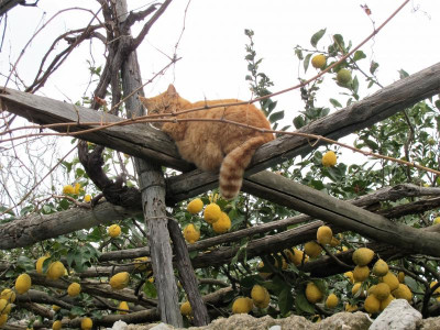 50 Wächterkatze .jpg