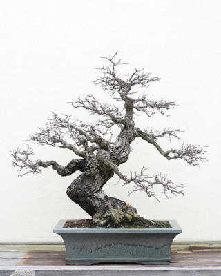 bonsai-sage-ross-wikipedia.jpg