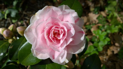 WP_20170405_024 Camellia japonica  Yours Truly.jpg
