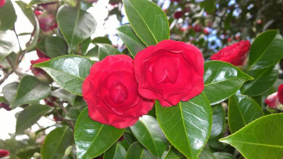 WP_20170405_031 Camellia japonica Roger Hill.jpg