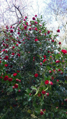 WP_20170405_030 Camellia japonica Roger Hill.jpg
